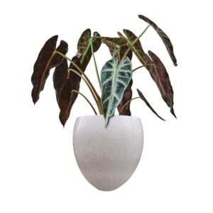 Pot Bunga Teraso Tipe Bakul