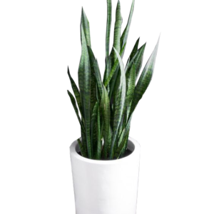 Pot Bunga Teraso Tipe Apolo Silinder