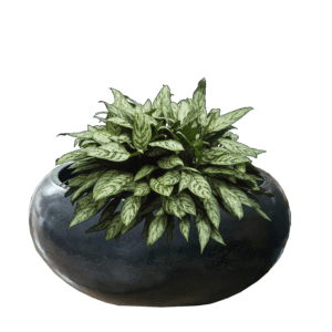 Pot Bunga Teraso Tipe Donat (Hitam)