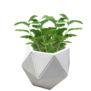 Pot Bunga Teraso Tipe Dadu